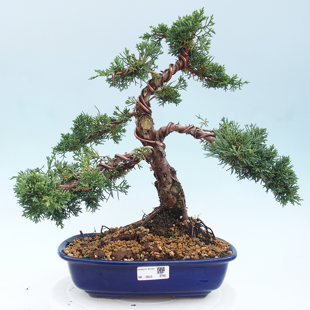 Outdoor-Bonsai - Juniperus chinensis Kishu - Chinesischer Wacholder