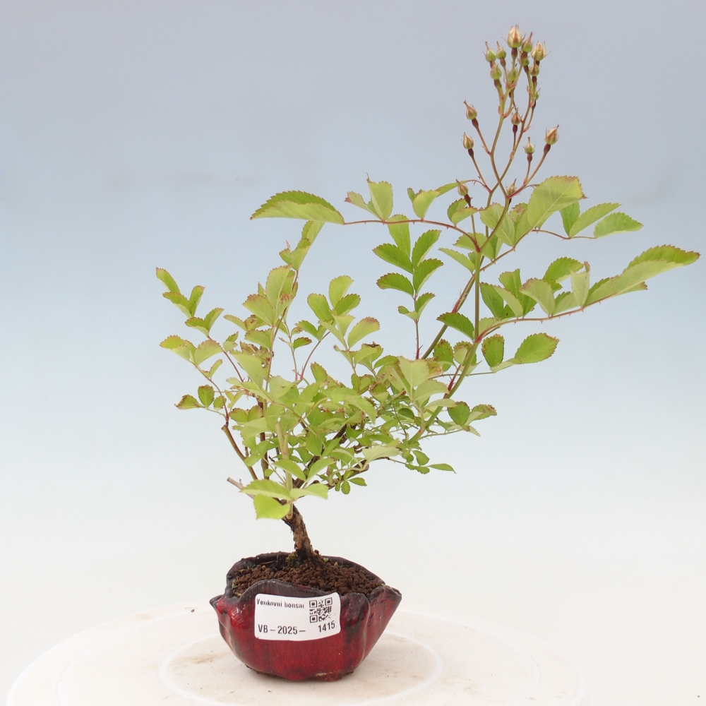 Freilandbonsai - Rosa sp. - kleinblumige Rose
