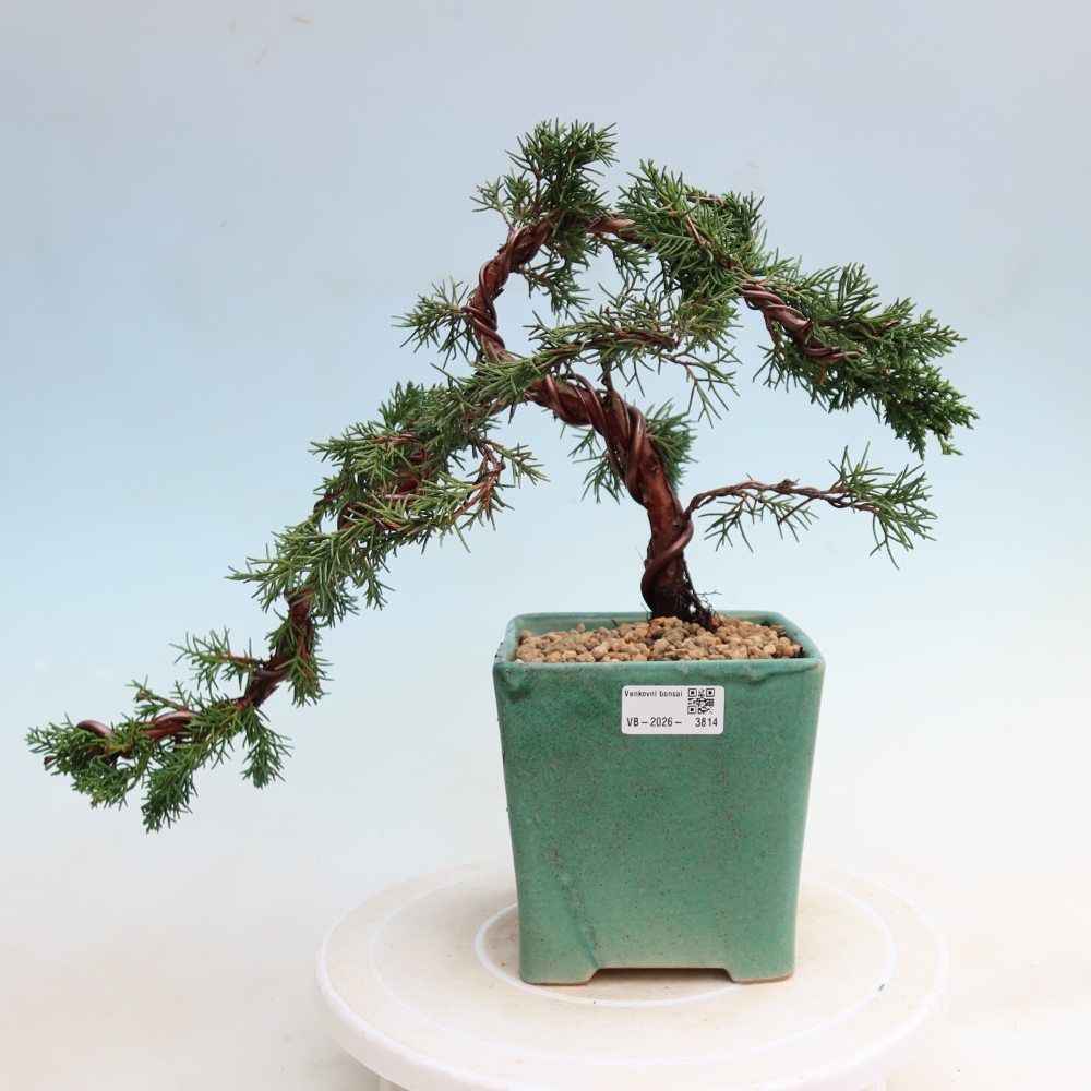 Bonsai für draußen - Juniperus chinensis Kishu
