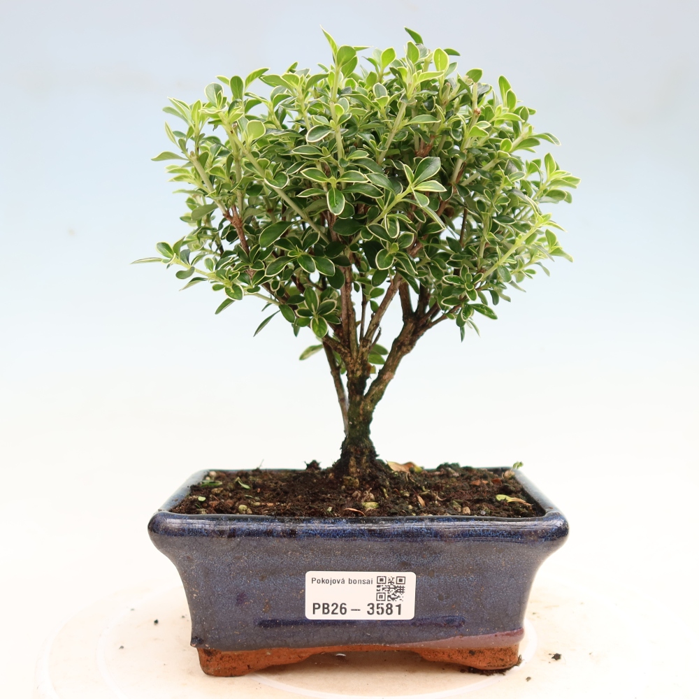 Zimmerbonsai - Serissa foetida Variegata - Baum der Tausend Sterne