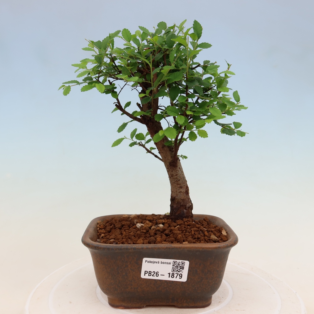 Zimmerbonsai - Ulmus parvifolia - Kleinblättrige Ulme
