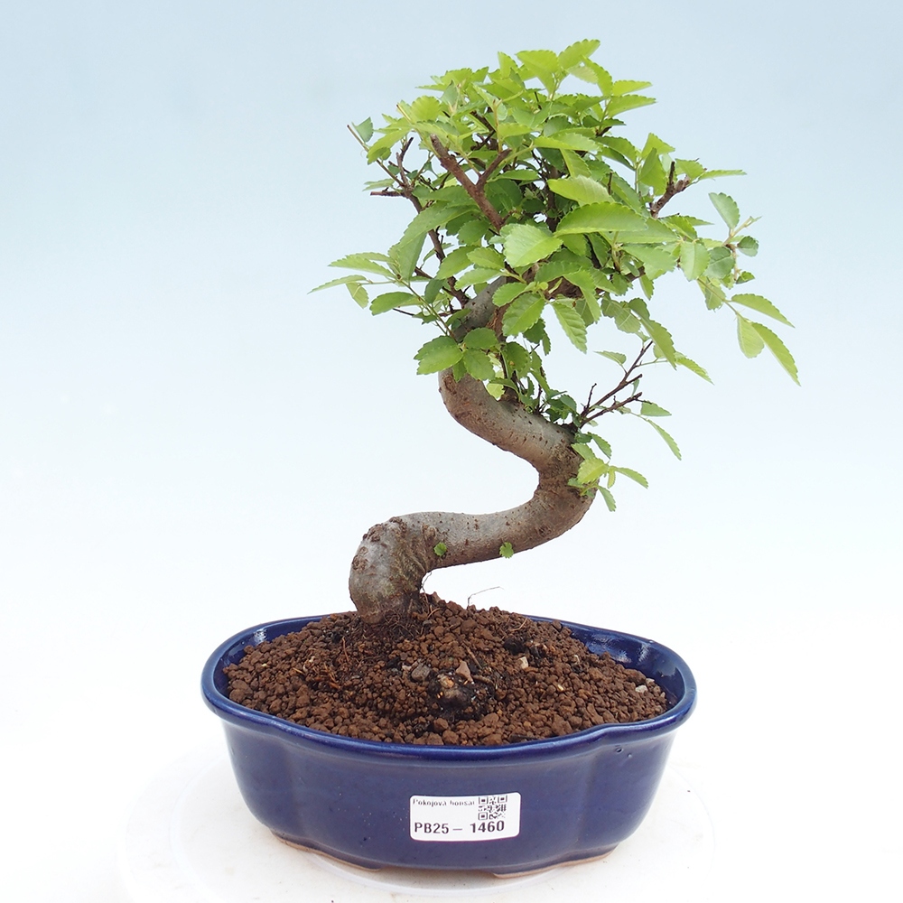 Zimmerbonsai - Ulmus parvifolia - Kleinblättrige Ulme