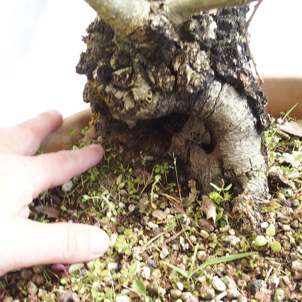Freilandbonsai Quercus Cerris - Eiche Cer