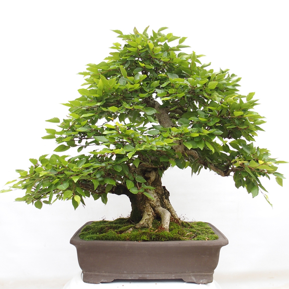 Bonsai im Freien -Carpinus CARPINOIDES - Koreanische Hainbuche