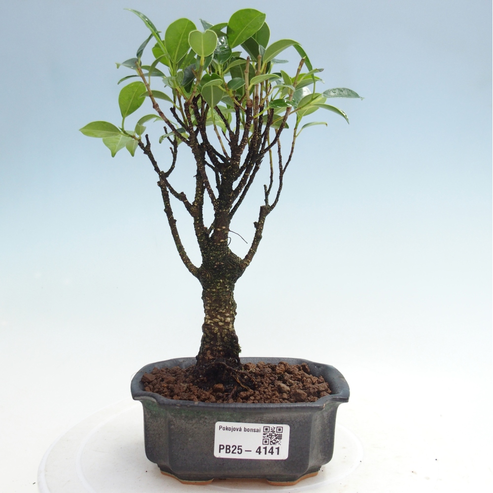 Zimmer Bonsai Ficus retusa kimmen