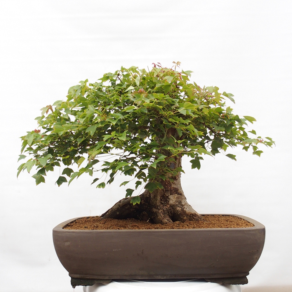 Bonsai im Freien - Ahorn Buergerianum - Burger Maple