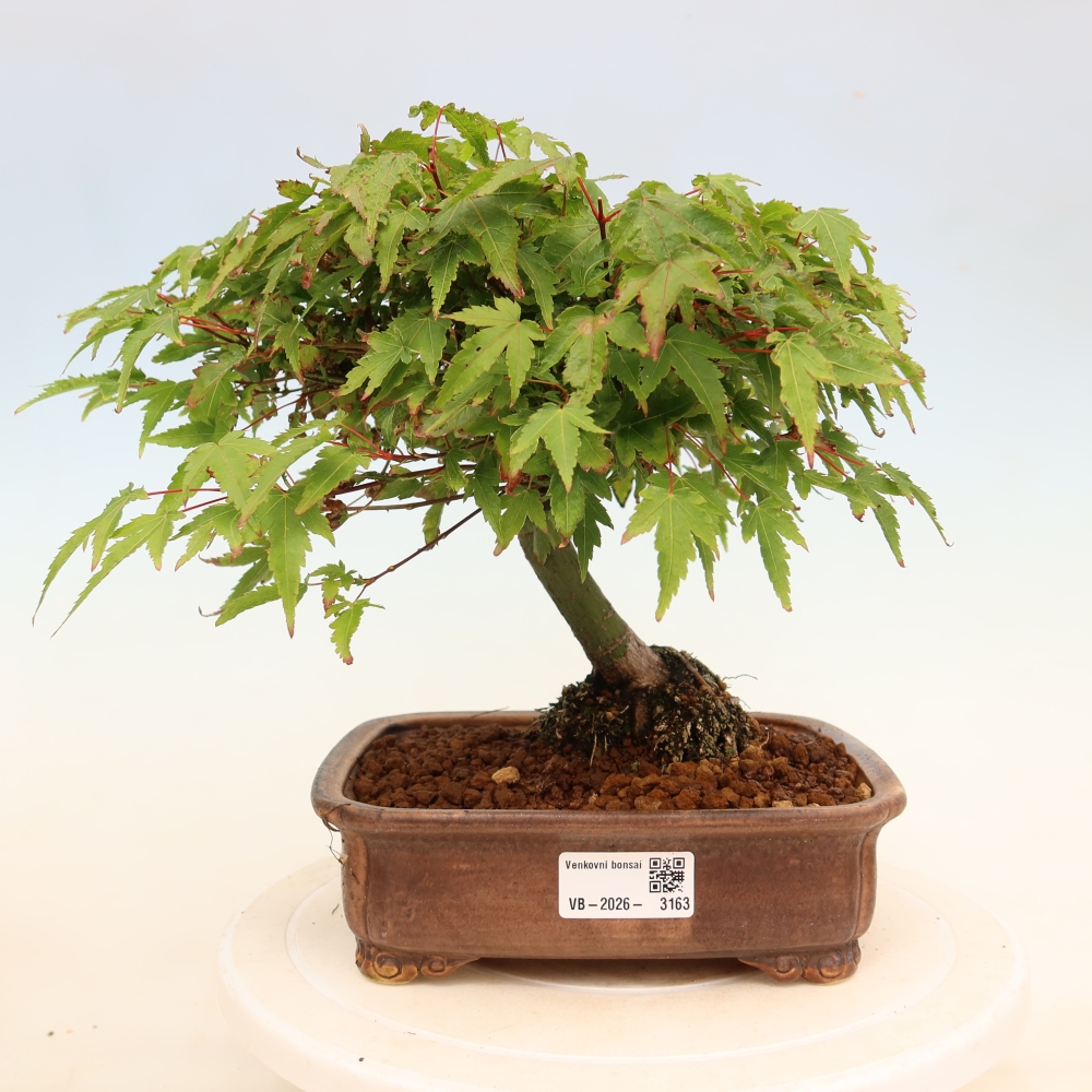 Acer palmatum KIOHIME - Palmetto-Ahorn