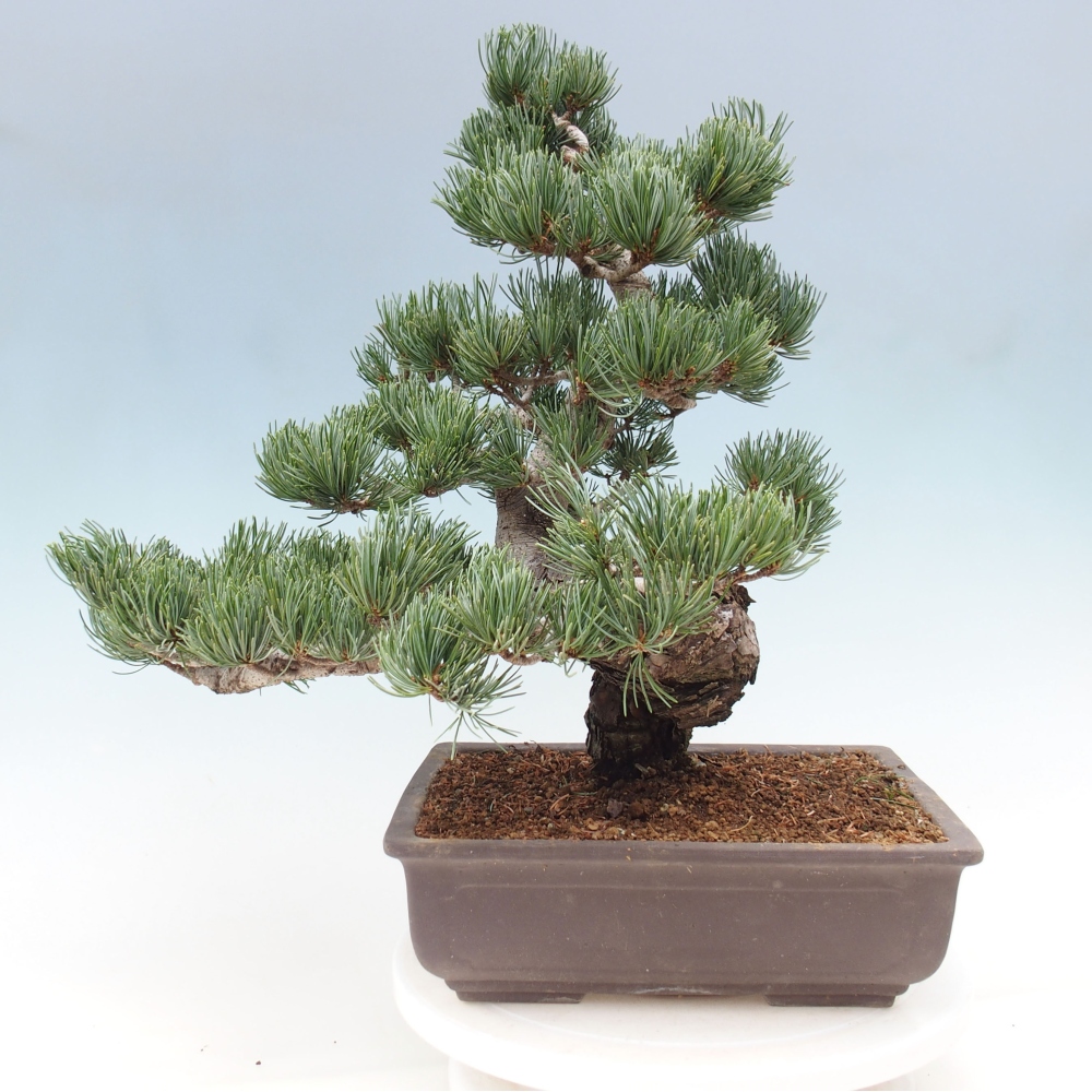 Bonsai im Freien - Pinus parviflora - kleine Kiefer