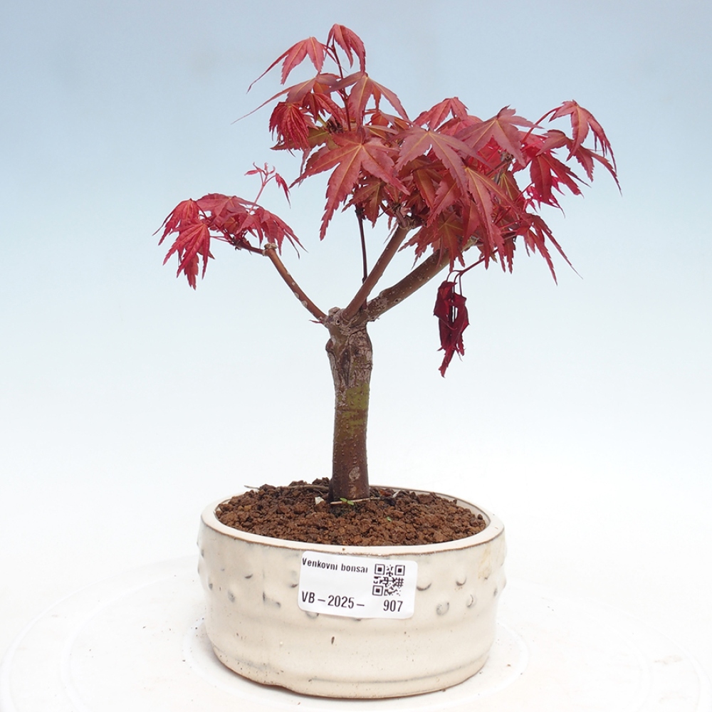 Outdoor bonsai - dlanitolistý klon - Acer palmatum DESHOJO