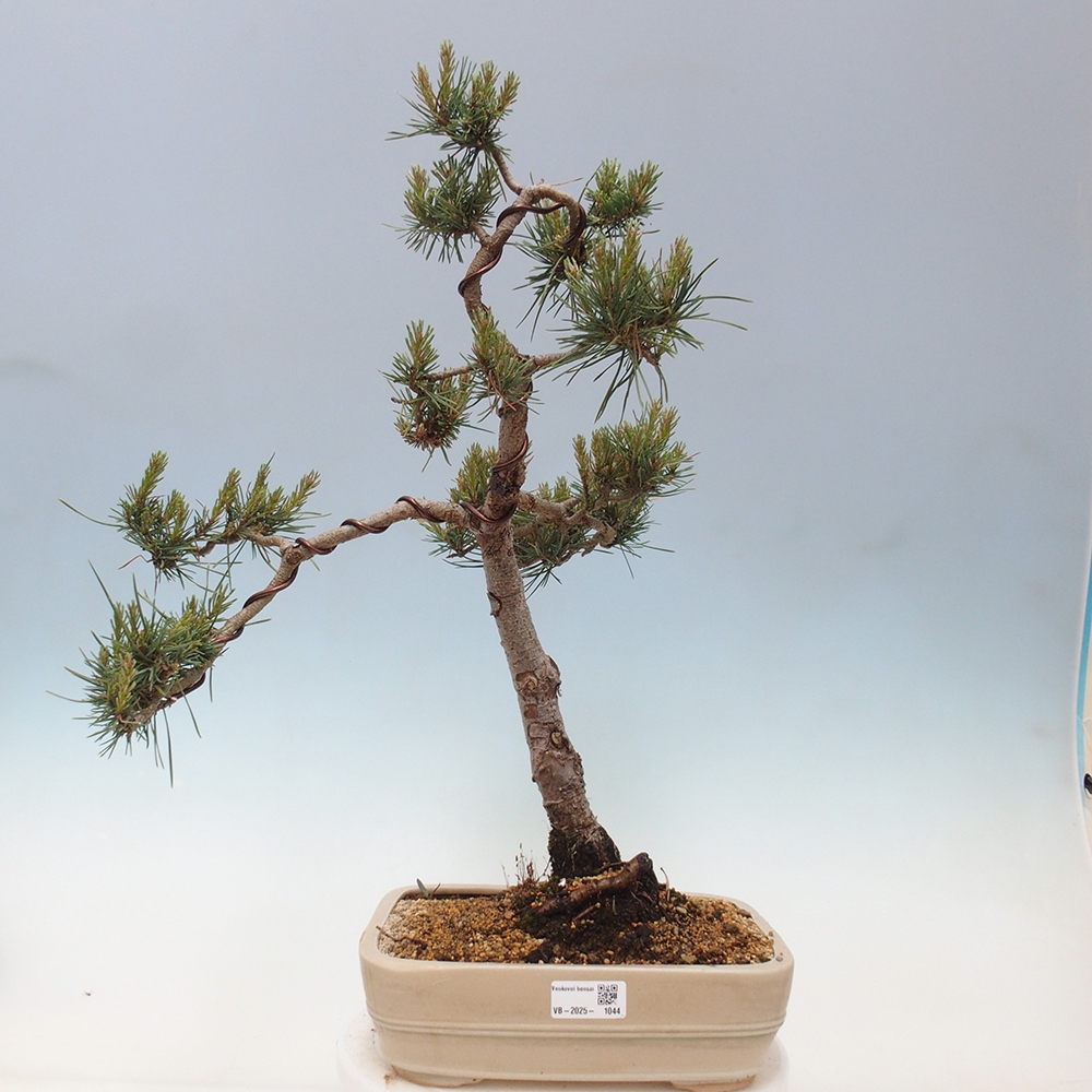Bonsai im Freien - Pinus Sylvestris - Waldkiefer