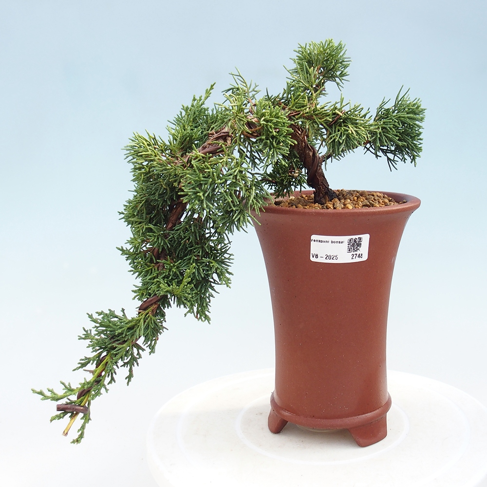 Bonsai im Freien - Juniperus chinensis Kishu - Chinesischer Wacholder