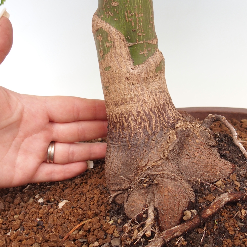 Bonsai für draußen -Javor-Palme Acer palmatum Shishigashira