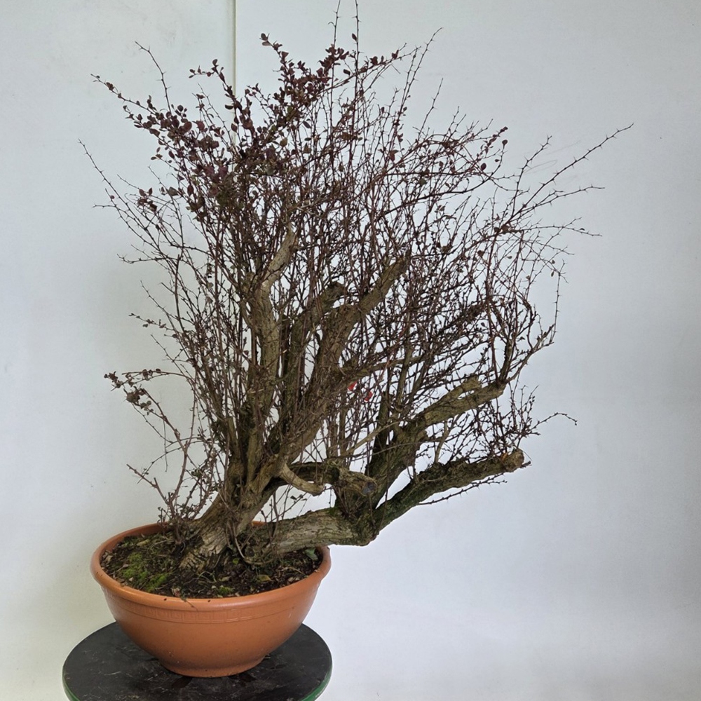Bonsai für draußen - Berberitze - Berberis thunbergii atropurpurea