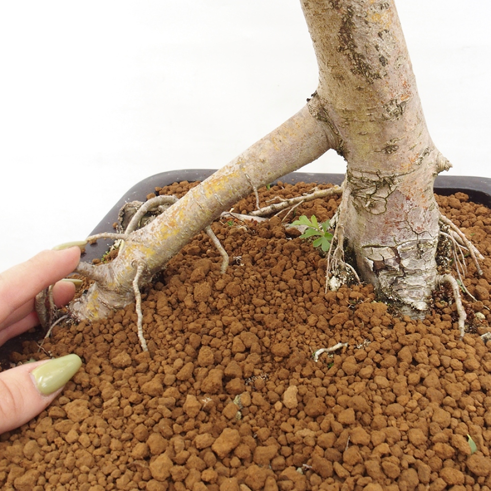 Bonsai im Freien - Weißdorn - Crataegus monogyna
