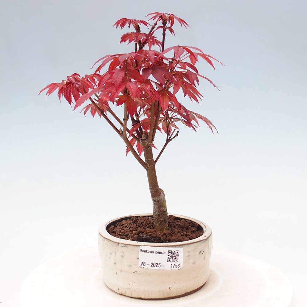 Bonsai im Freien - Acer-Palme. Atropurpureum-Palmenblatt-Ahorn