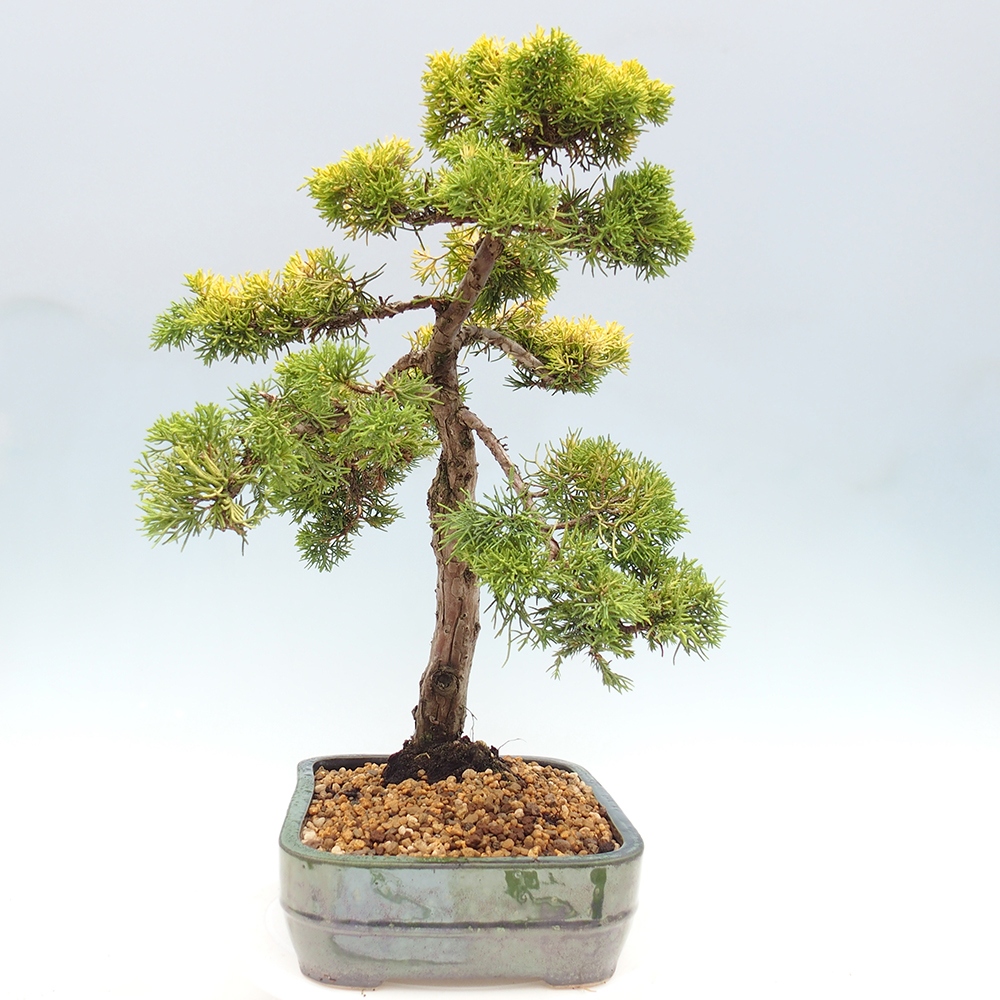 Bonsai im Freien - Juniperus chinensis plumosa aurea - Chinesischer Goldwacholder