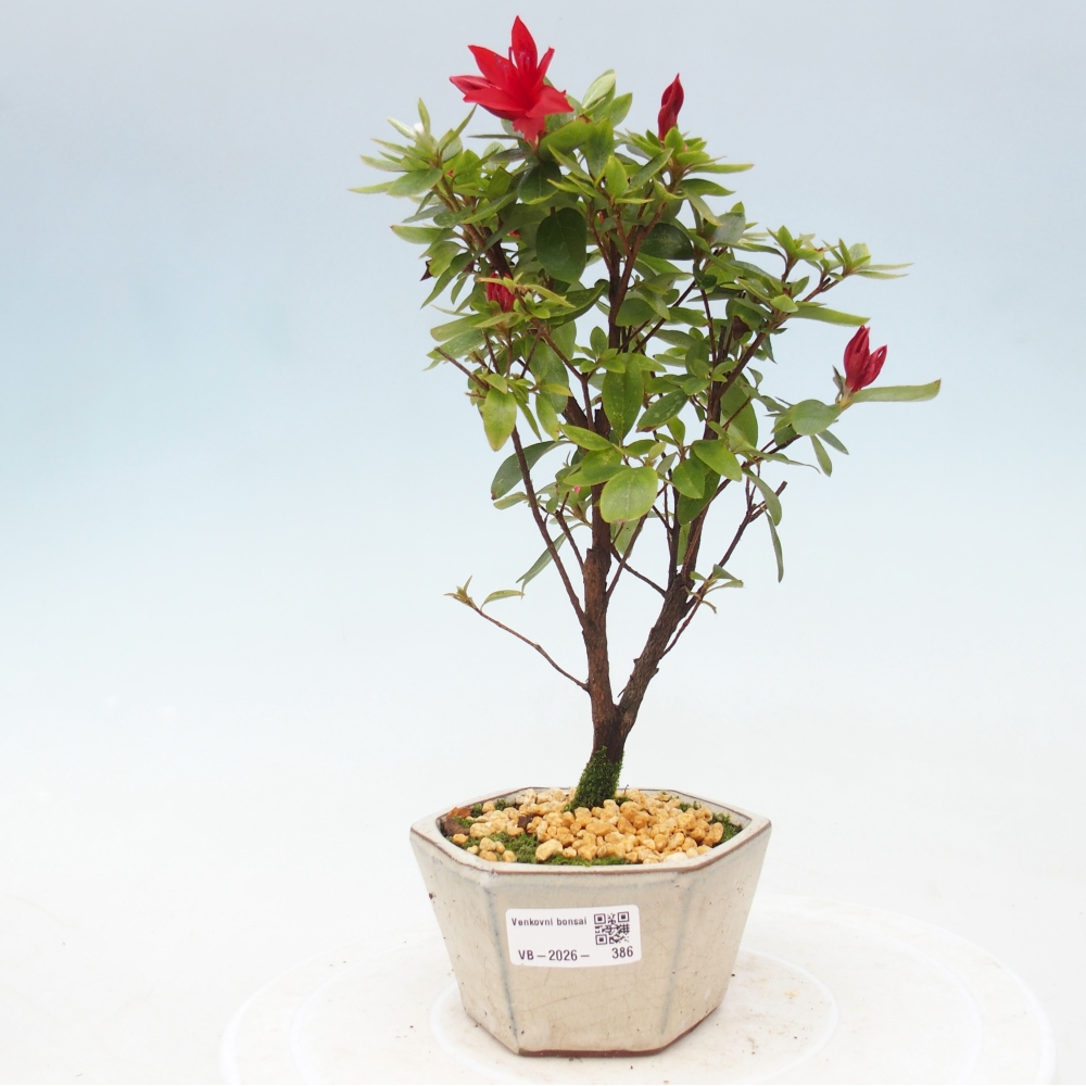 Bonsai für draußen - Japanische Azalee - Azalea sp.