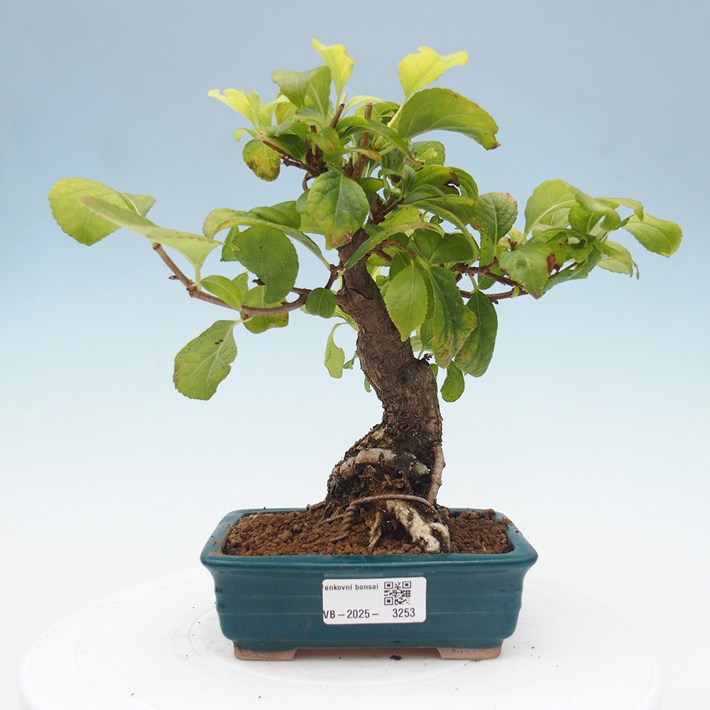 Outdoor-Bonsai - Celastrus Jesenec
