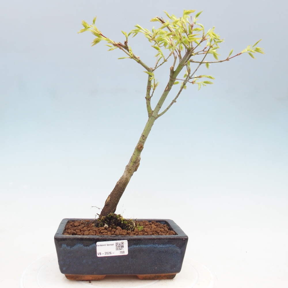 Acer palmatum Aureum - Goldahorn