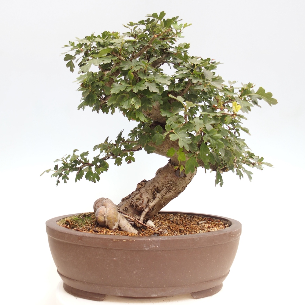 Bonsai im Freien - Rosa Weißdorn, vollblütig - Crataegus 