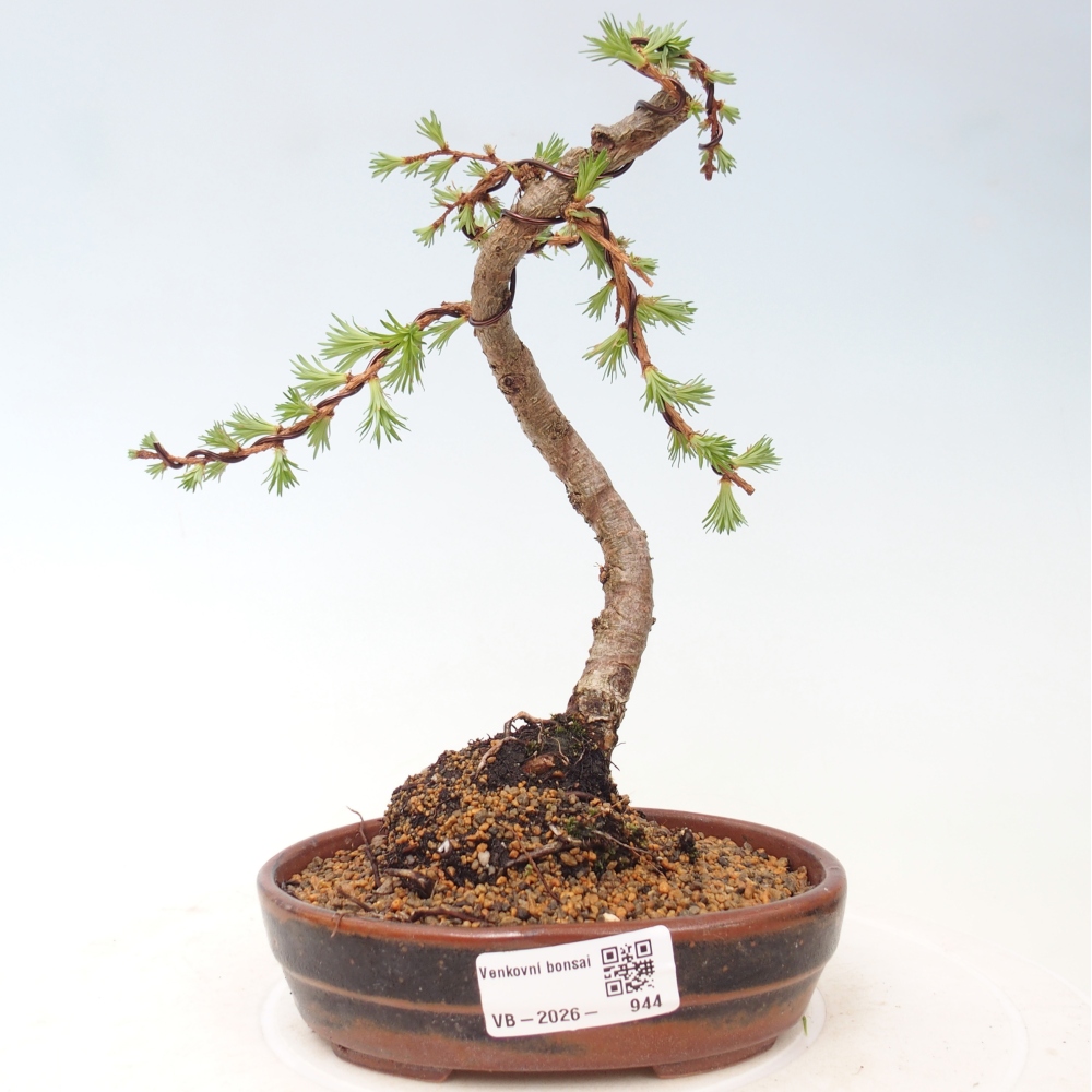 Bonsai für draußen - Larix Kaempferi - Japanische Lärche