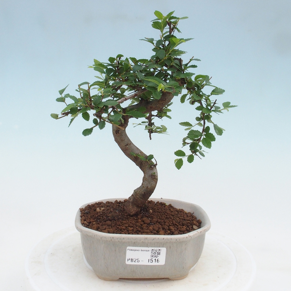 Zimmer Malolistý Ulme Bonsai