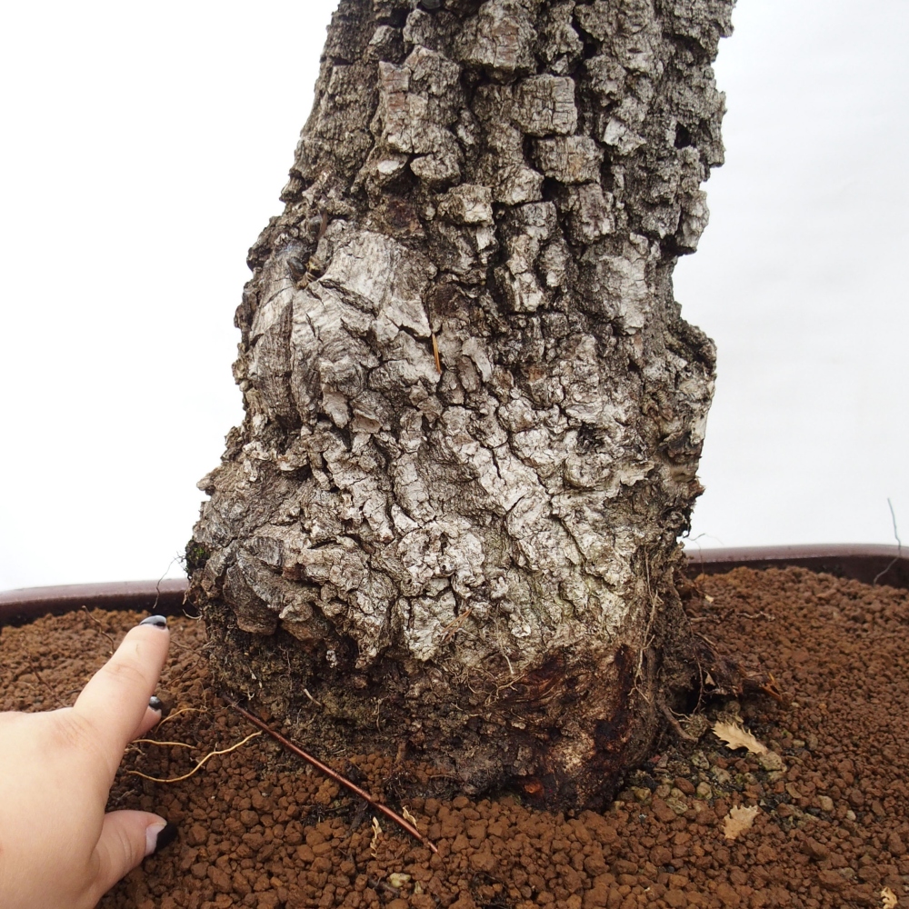 Yamadori - Quercus Ilex - Steineiche