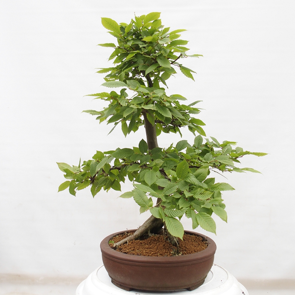 Bonsai im Freien - Hainbuche - Carpinus betulus