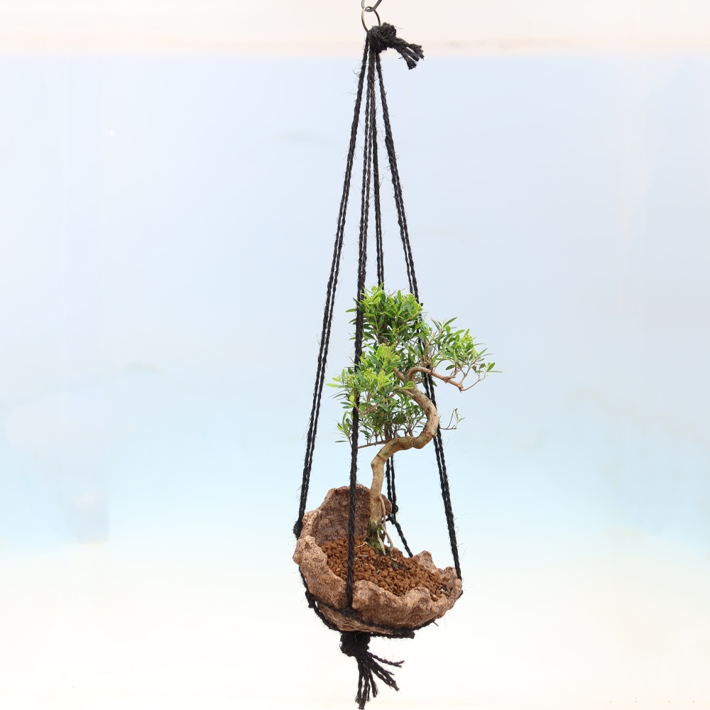 Kokedama in Keramik -Syzygium - Pimentbaum