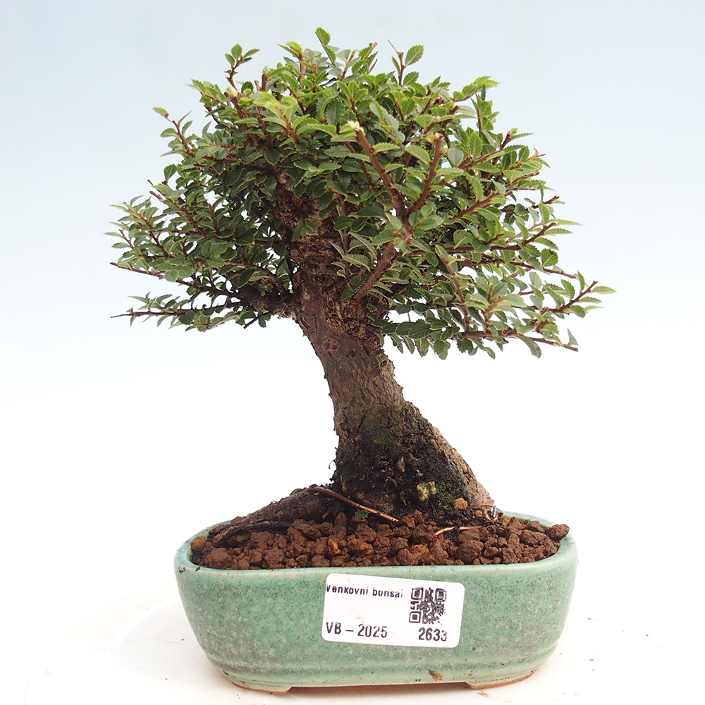 Bonsai im Freien - Ulmus parvifolia Hokkaido - Chinesische Ulme