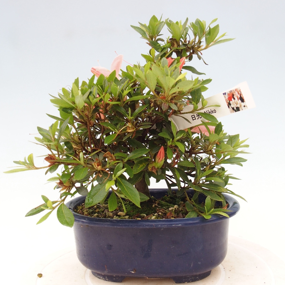 Bonsai im Freien - Japanische Azalee - Azalea Nikko