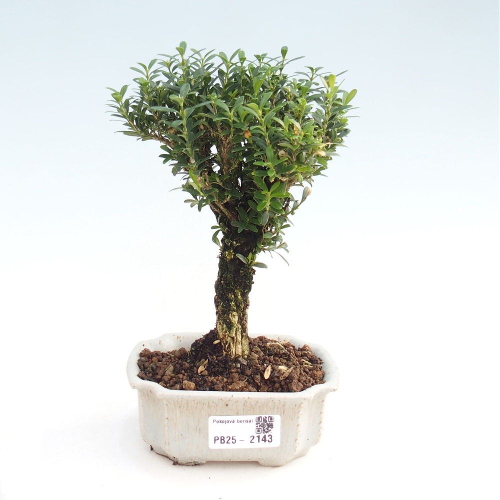 Zimmerbonsai - Buxus harlandii - Korkbuchsbaum