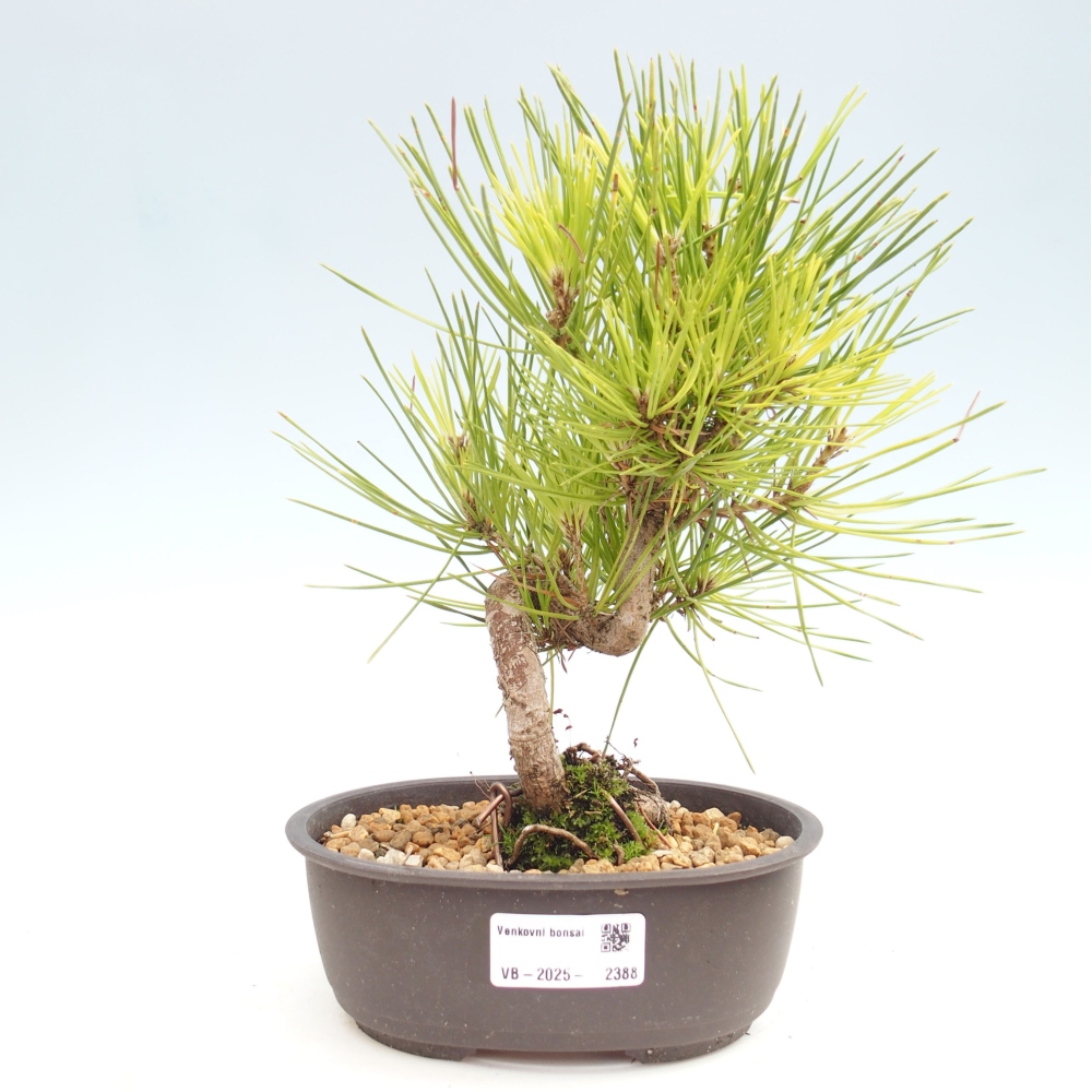 Bonsai im Freien - Pinus thunbergii - Thunbergia-Kiefer