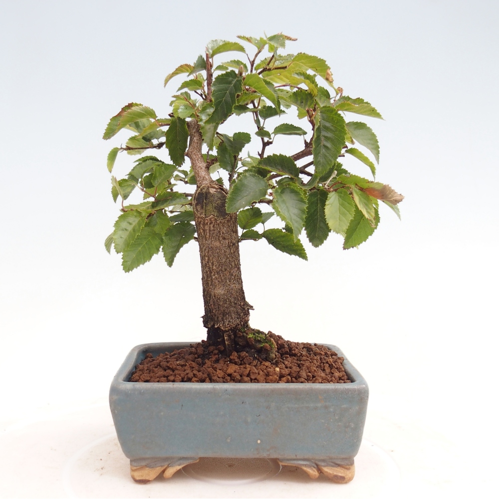 Outdoor-Bonsai -Carpinus CARPINOIDES - Koreanisch Hainbuche