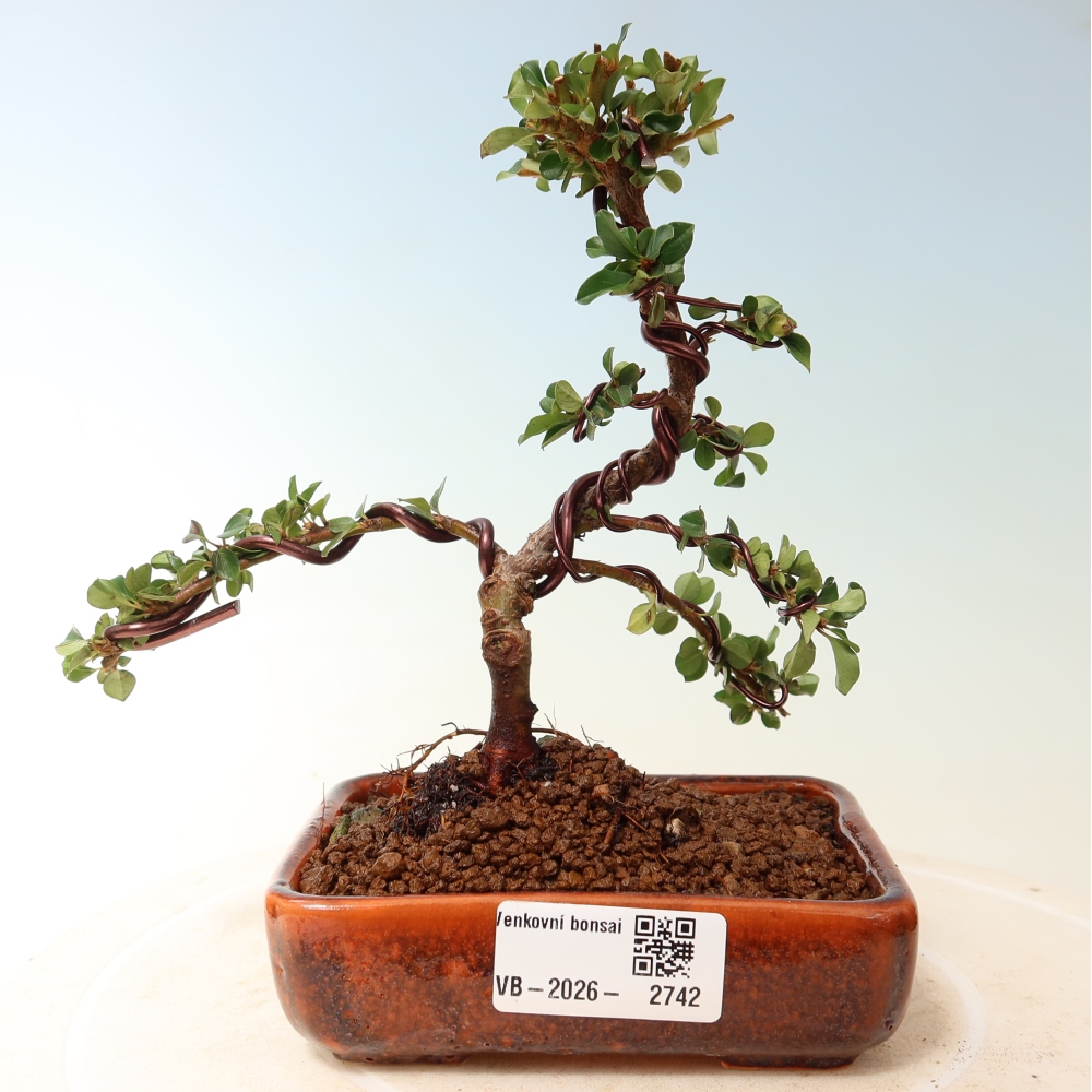 Bonsai für draußen - Cotoneaster horizontalis - Rocky Mountain