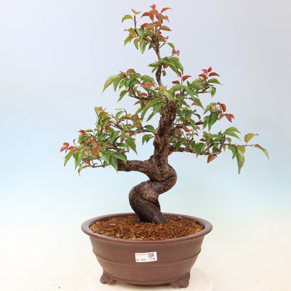 Bonsai für den Außenbereich – Japanischer Aprikosenbaum – Prunus Mume