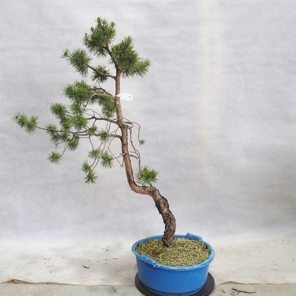 Yamadori - Pinus sylvestris 