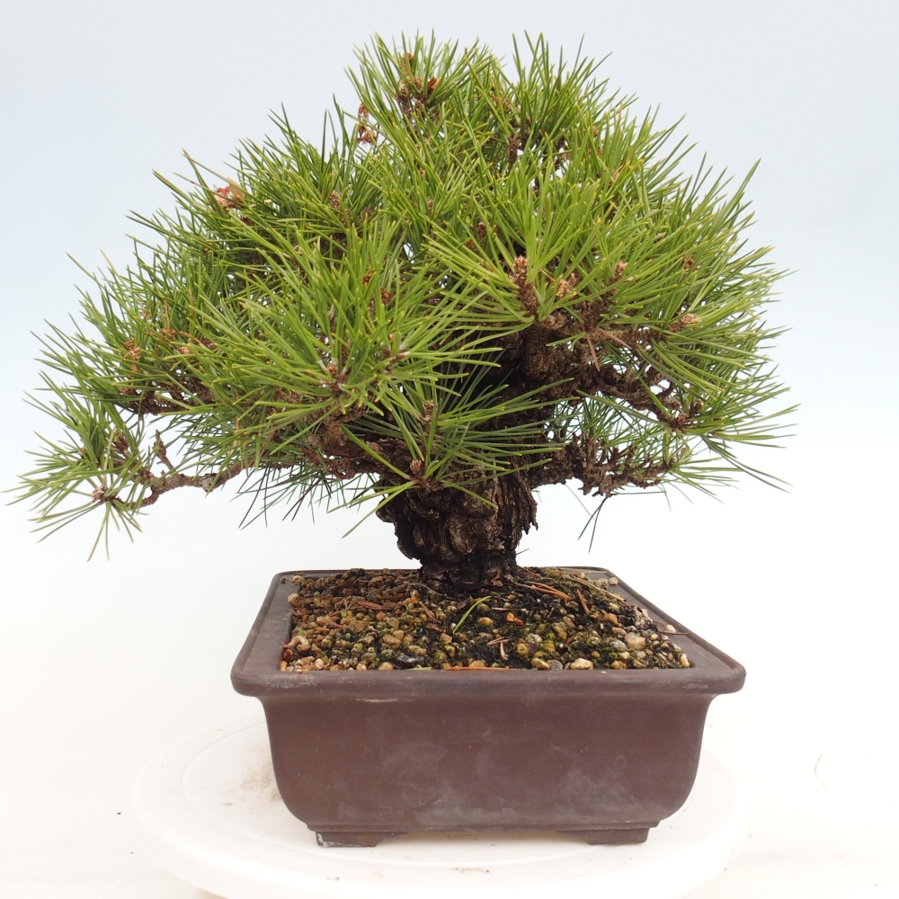 Bonsai für draußen - Pinus thunbergii - Thunberg-Kiefer