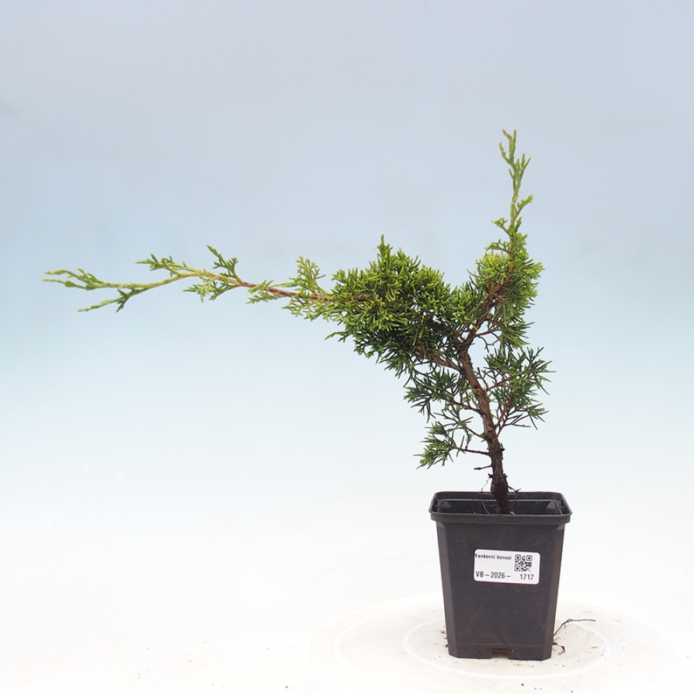 Bonsai für draußen - Juniperus chinensis Itoigawa