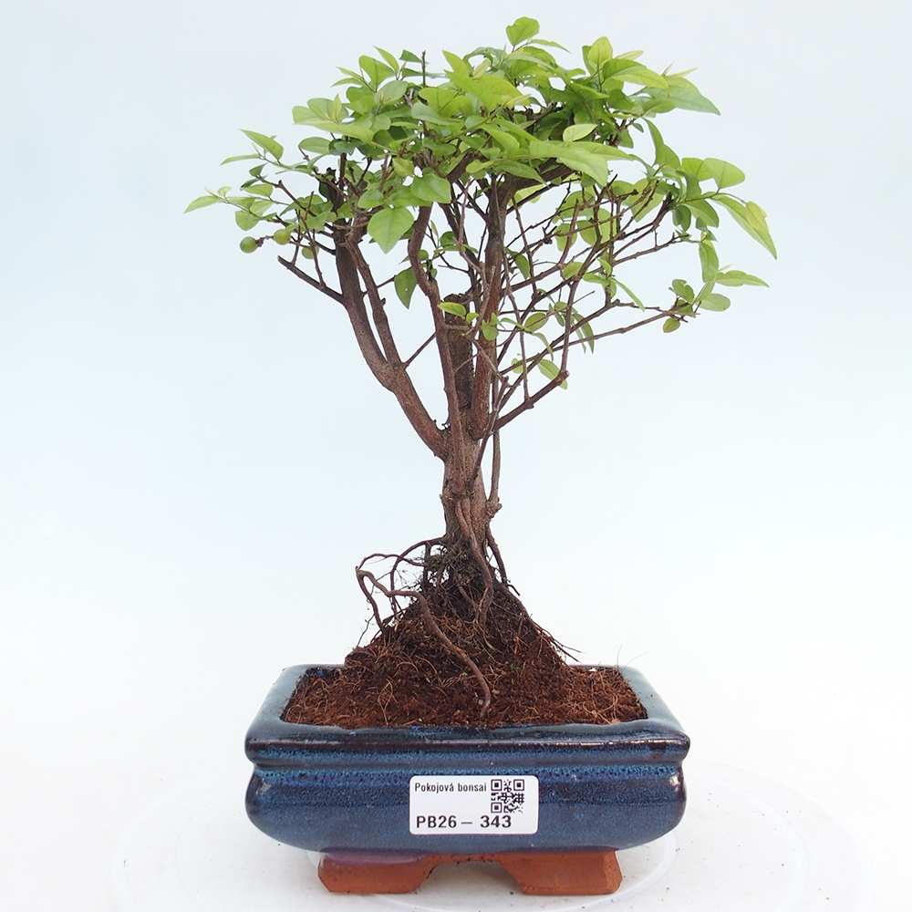 Zimmer Bonsai - Sageretia thea - Sageretia thea