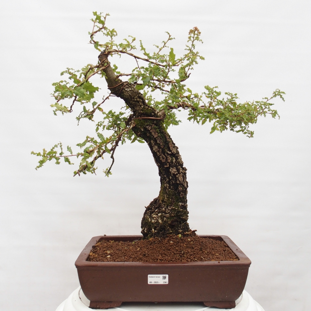 Yamadori - Quercus Ilex - Steineiche