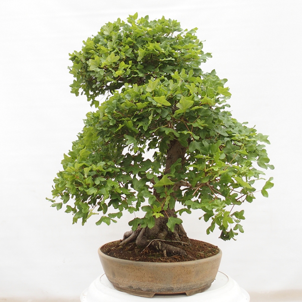 Bonsai im Freien - Französischer Ahorn - Acer Nonspessulanum