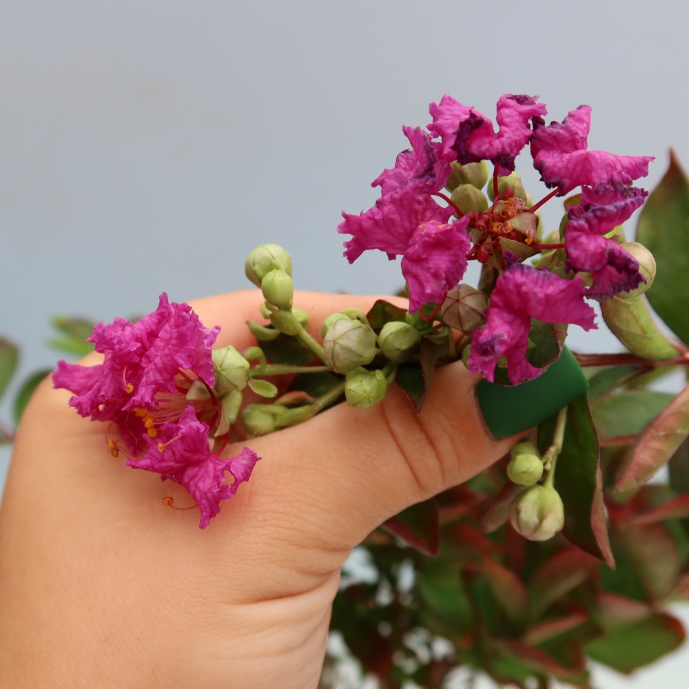 Zimmerbonsai – Lagerstroemia indica – Indischer Flieder