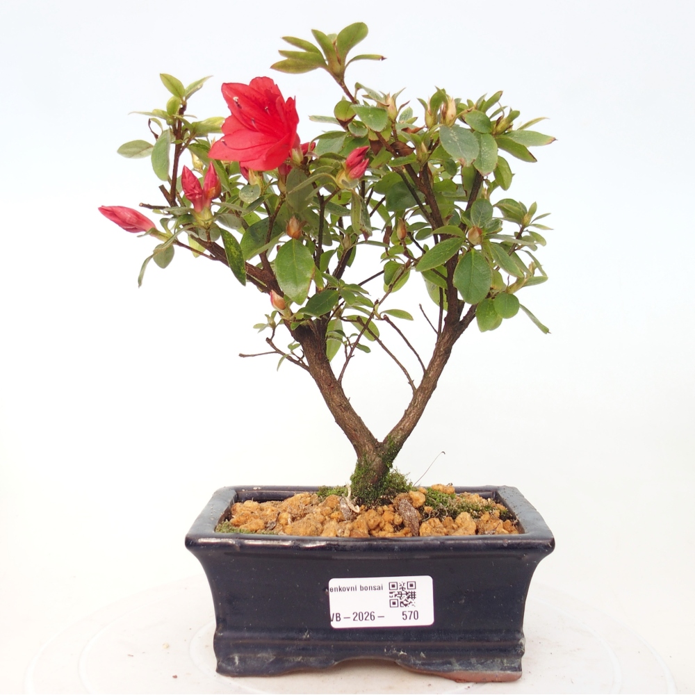 Bonsai für draußen - Japanische Azalee - Azalea sp.