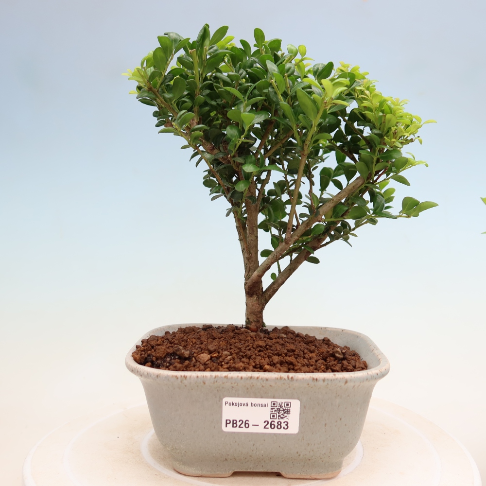 Zimmer Bonsai - Ilex crenata - Stechpalme