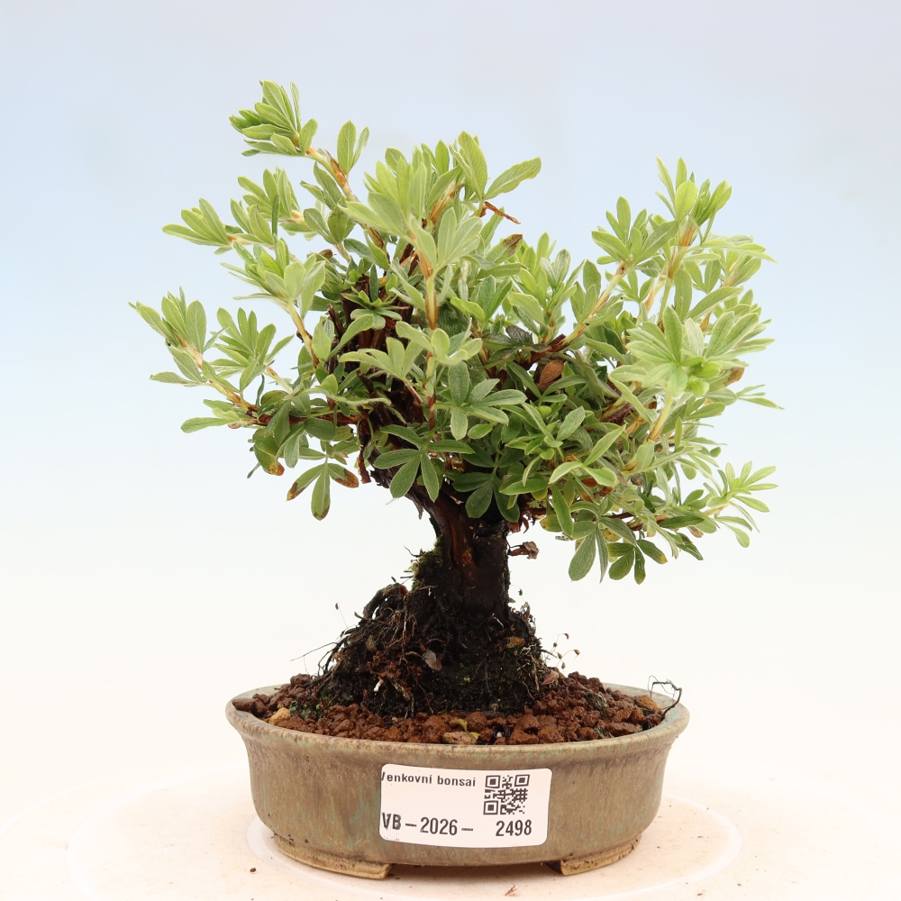 Bonsai für draußen - Potentila fruticosa