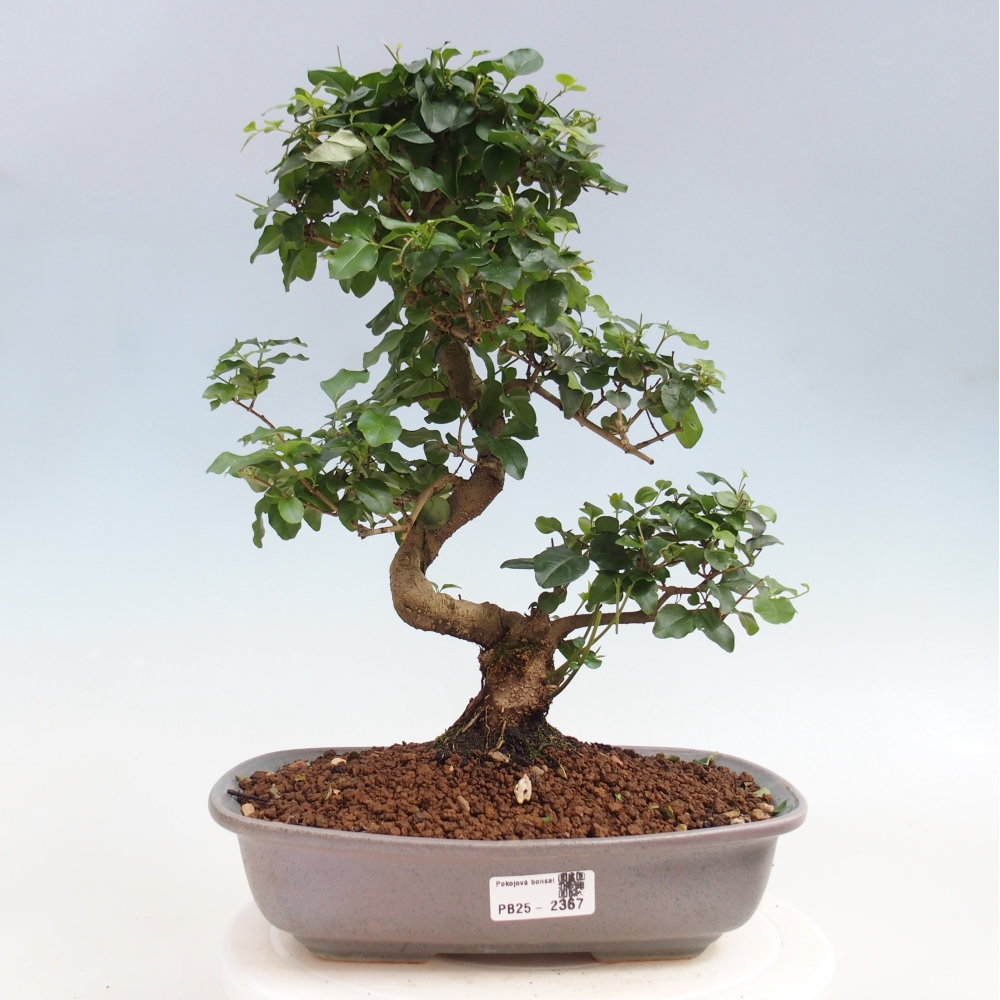 Zimmerbonsai -Ligustrum chinensis - Liguster