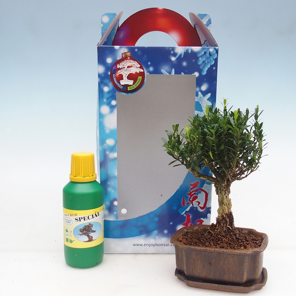 Zimmerbonsai im Geschenkkarton Buxus harlandii - Korkbuxus