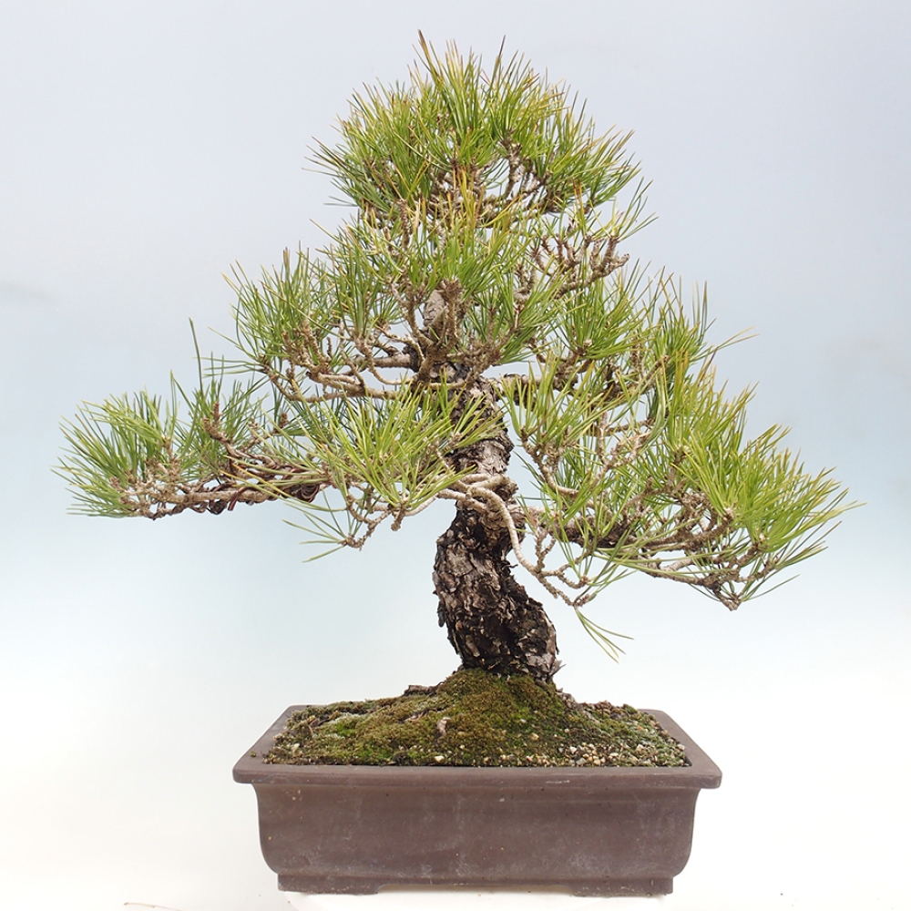 Bonsai für draußen - Pinus thunbergii - Thunberg-Kiefer
