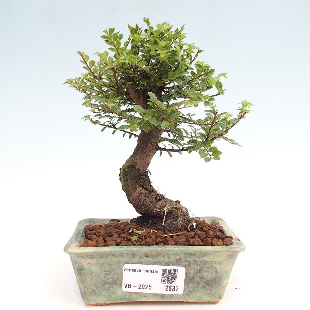 Bonsai im Freien - Ulmus parvifolia Hokkaido - Chinesische Ulme